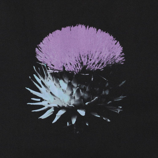 Lone Thistle