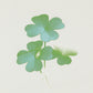 Four-Leaf Clover